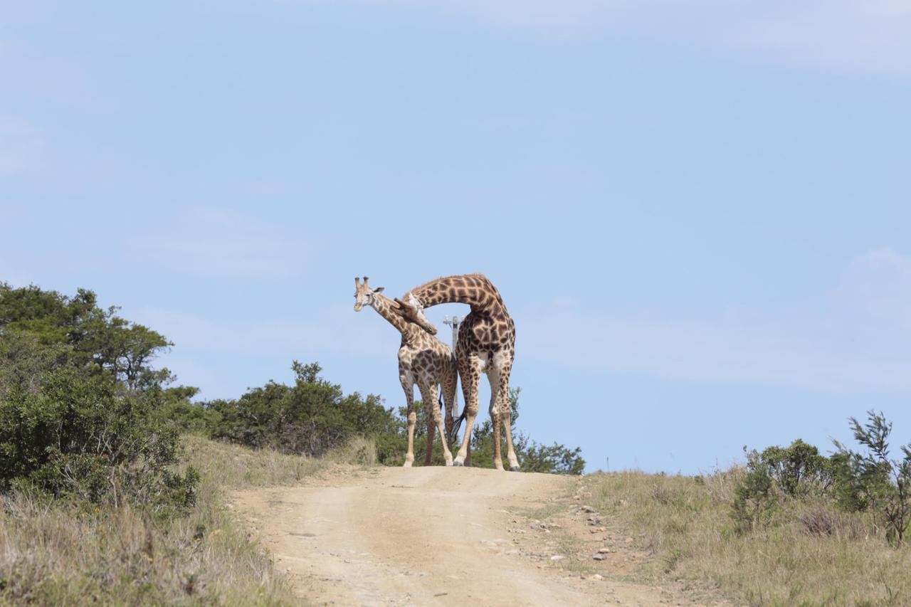 Horseshoe Game Reserve East London Extérieur photo