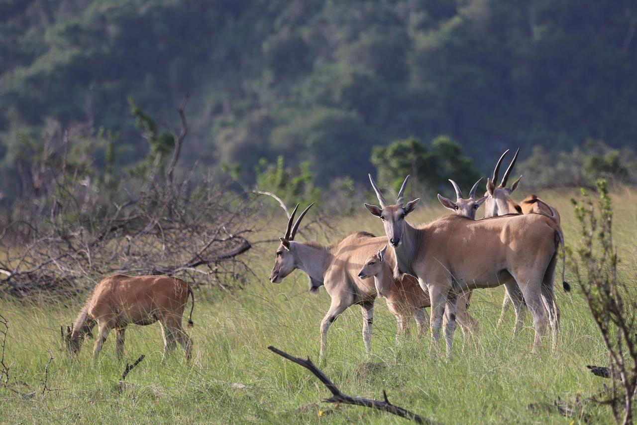 Horseshoe Game Reserve East London Extérieur photo